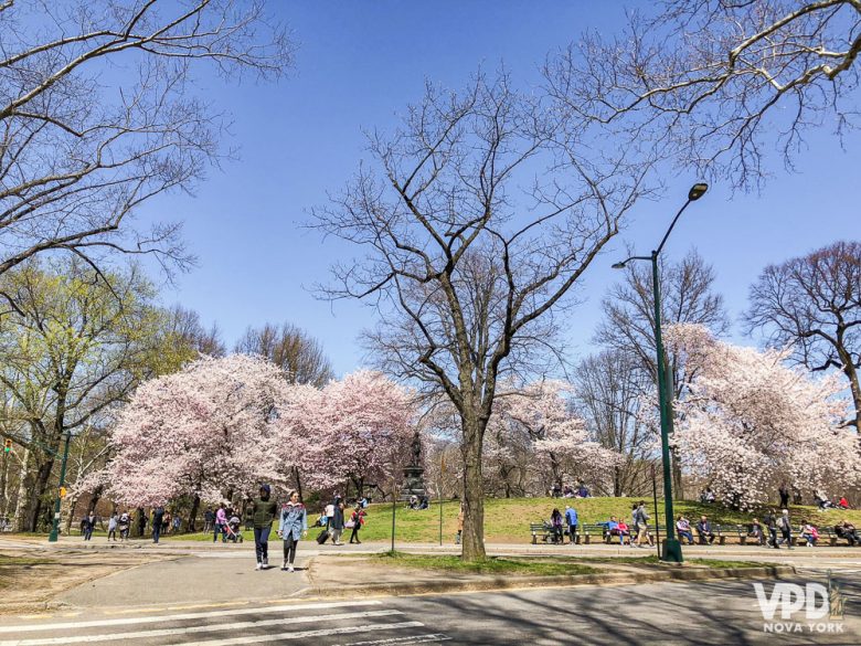 Mesmo com as estações bem definidas, podem rolar algumas surpresas no clima dependendo da época. Foto de árvores de cerejeira floridas em um parque, com o céu azul ao fundo 