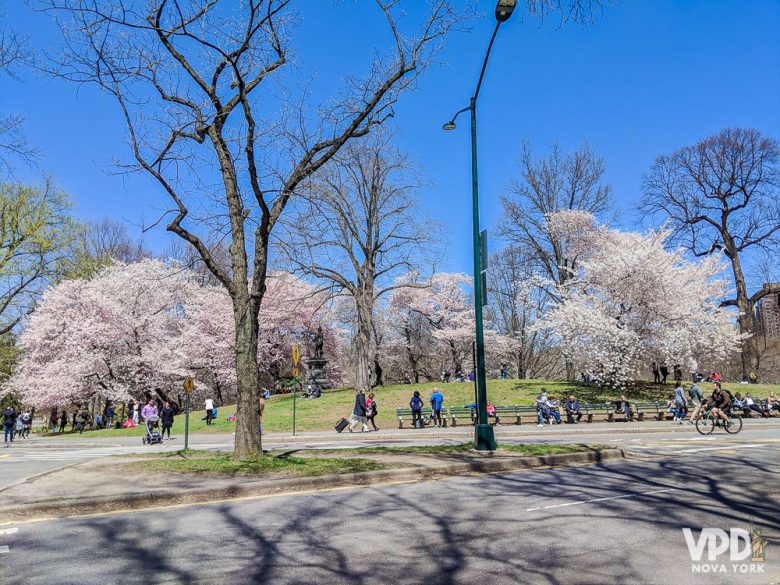 A época das cerejeiras é uma das mais lindas do ano. Foto das cerejeiras floridas com o céu azul ao fundo