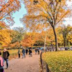 Foto de Nova York no outono, com as árvores do Central Park em tons de amarelo e laranja