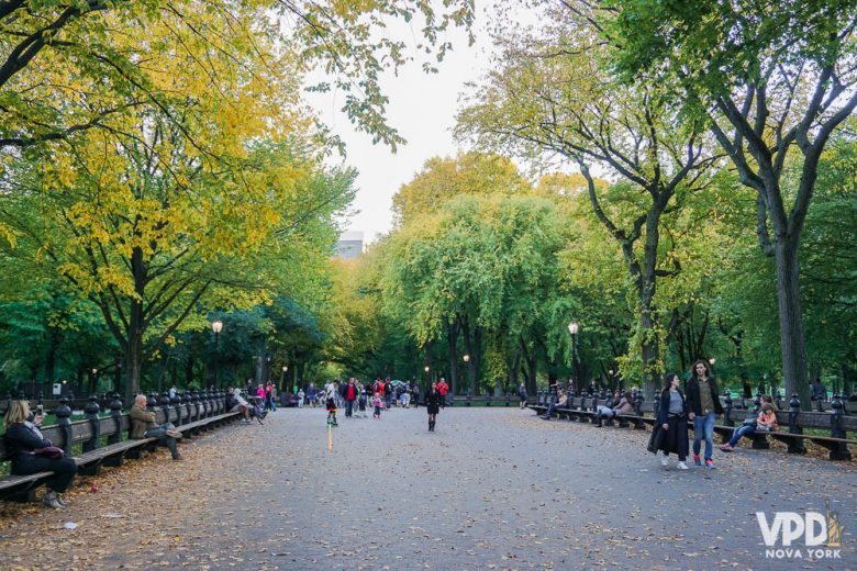 Foto das árvores no Central Park, com folhas verdes e amareladas 