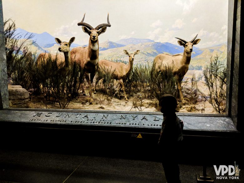 O Museu de História Natural é uma das atrações bem legais também para as crianças. Foto de uma criança observando uma exposição de animais empalhados no Museu de História Natural 