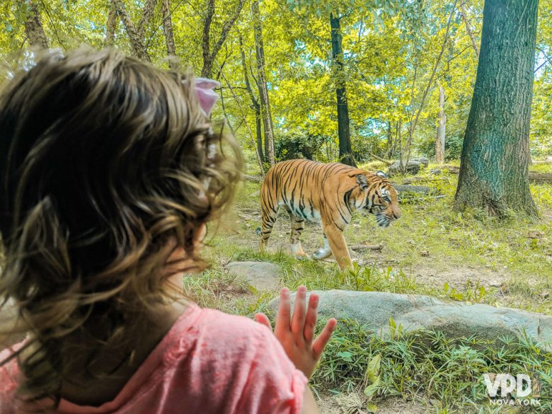 Foto de uma criança observando um tigre no zoológico através do vidro 