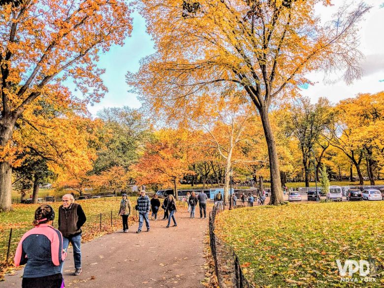 Foto do Central Park no outono, com as folhas as árvores alaranjadas 