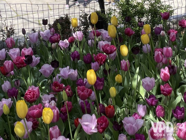 foto de dezenas de tulipas roxas, rosas e amarelas.