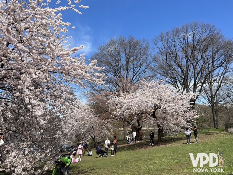 Foto das cerejeiras do Central Park. Algumas árvores estão bem cheias, e algumas atrás estão sem folhas.