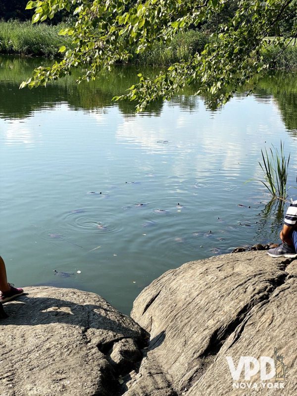 Foto do lago onde é possível ver várias tartarugas nadando.