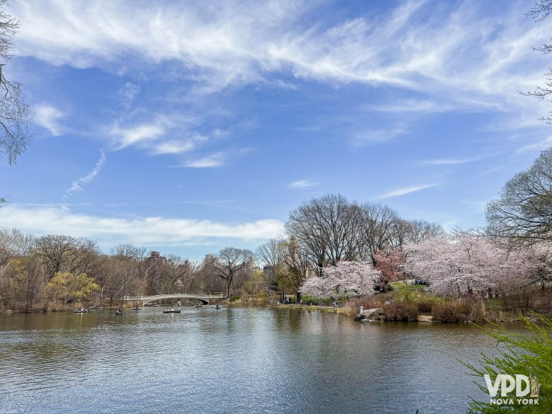 Foto do lago do Central Park, com cerejeiras ao redor e pessoas de barco no lago.